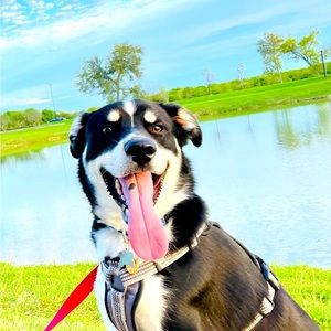 Meet your Posher, Star